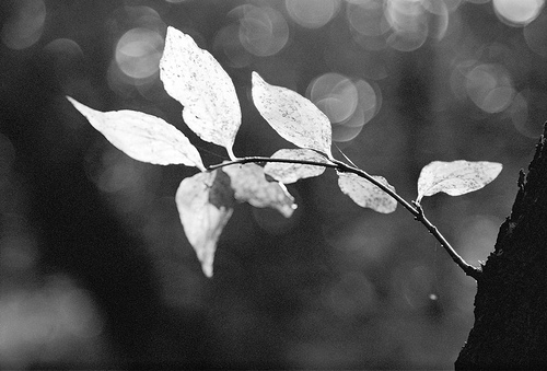 Backlit leaves