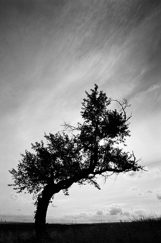 My favorite tree