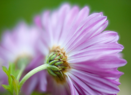 Late blooming