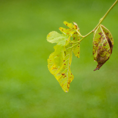 Green is beautiful