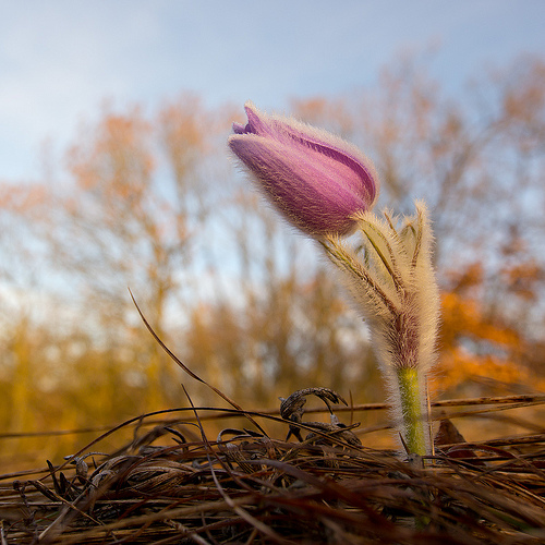 Pulsatilla