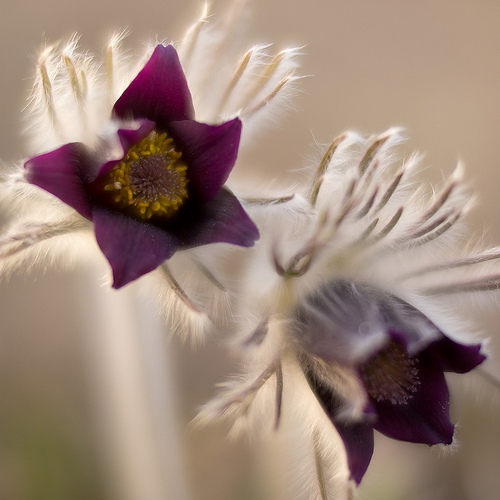 Black pulsatilla