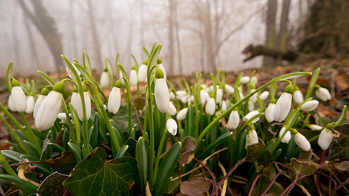 Snowdrops