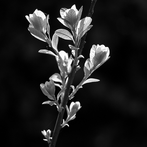 Cotinus coggygria