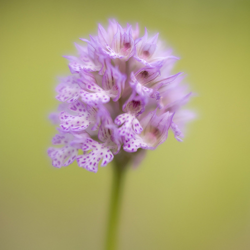 Orchis tridenta