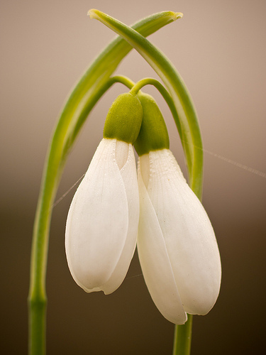 Snowdrops in love