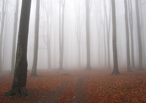 Trees in the fog