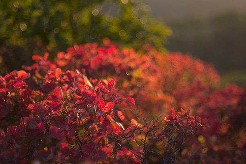 Green and red