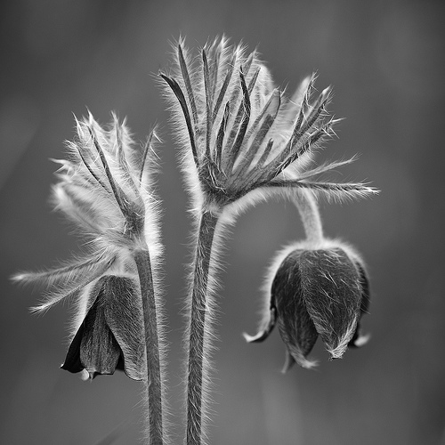 Pulsatilla nigricans