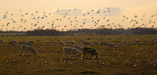 Birds and cows