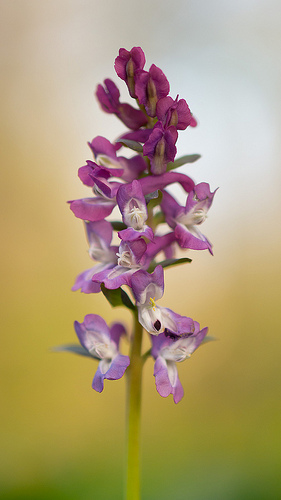 Corydalis cava