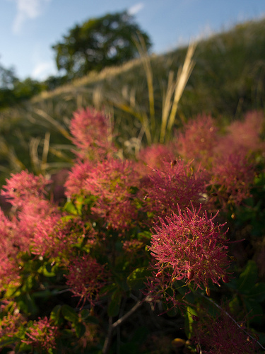 Cotinus coggygria