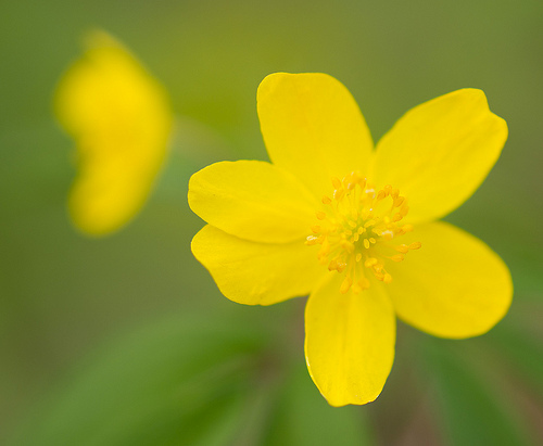 Anemone ranunuculoides