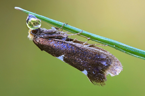 Morning moth