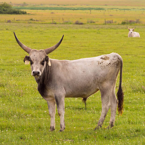 Hungarian grey cow