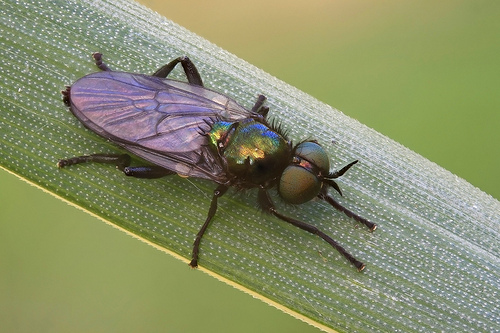 Morning soldier fly