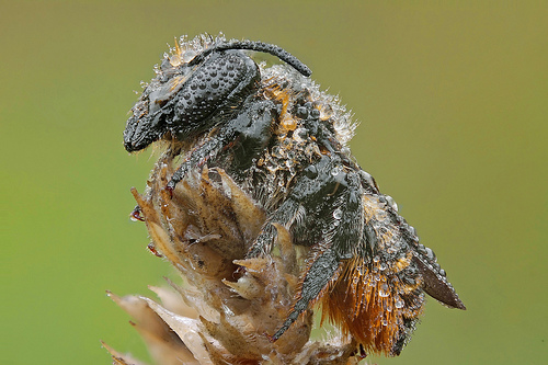 Leafcutter bee