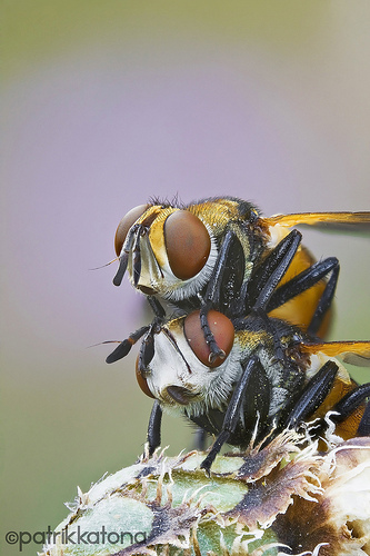 Gymnosoma couple