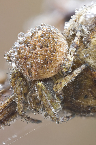 Araneus angulatus