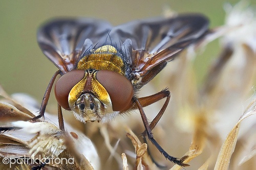 Beautiful tachinid