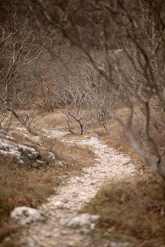 Trail