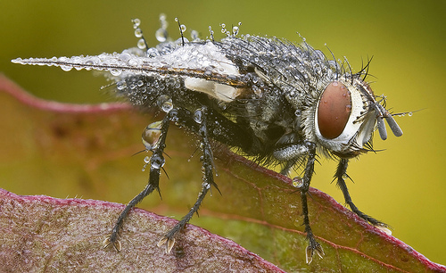 Autumn tachinid