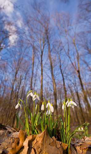 Snowdrops