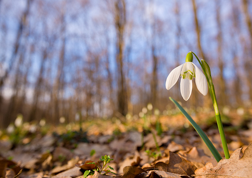 Snowdrop