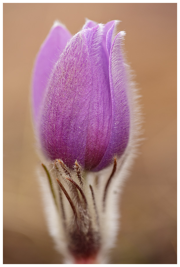 Készült: 2010. 03. 21.